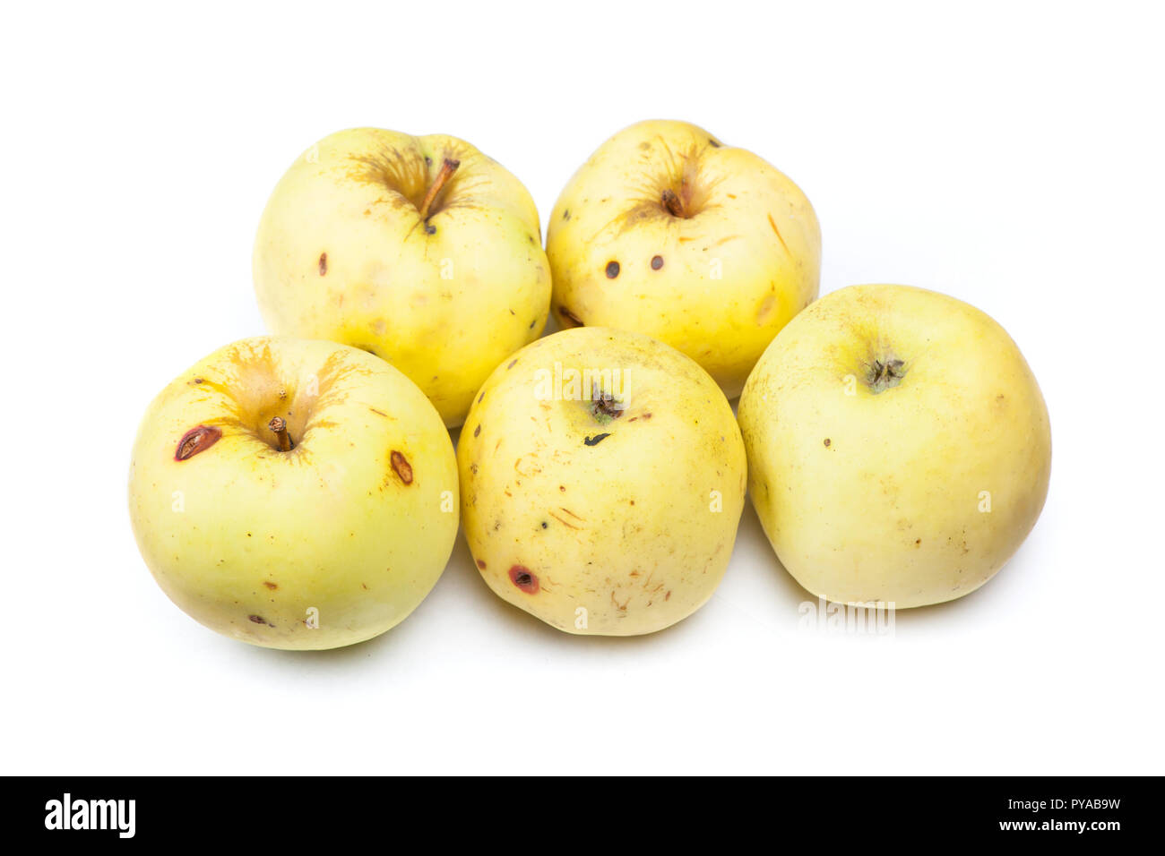 Old rotten apples isolated on white background, unhealthy to eat Stock Photo