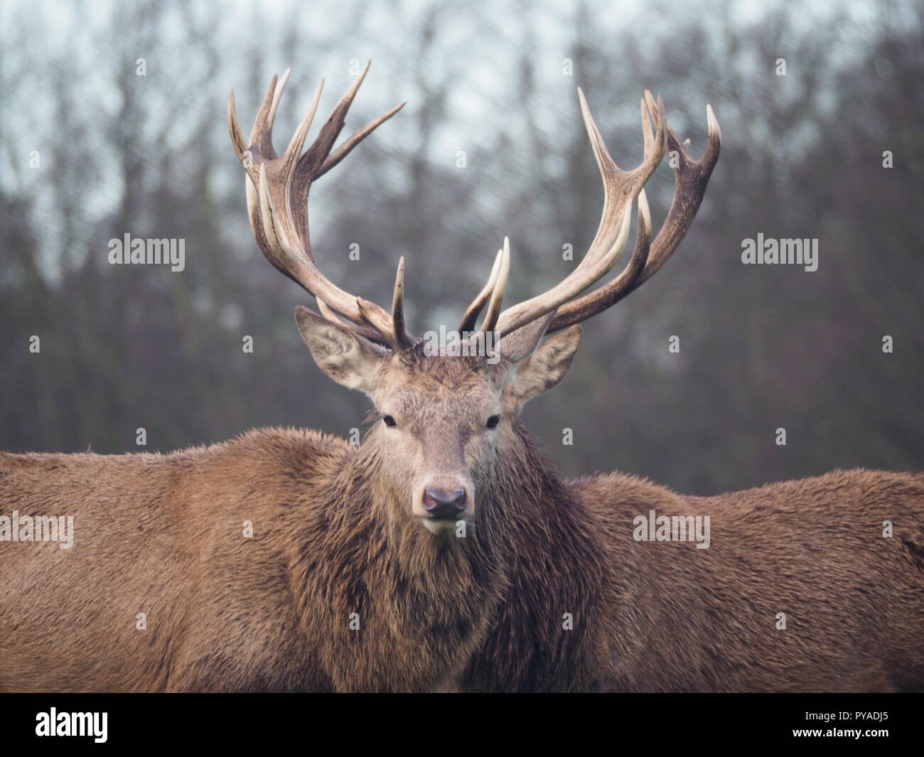 A meeting of minds. Two stags in Bushy Park, England Stock Photo