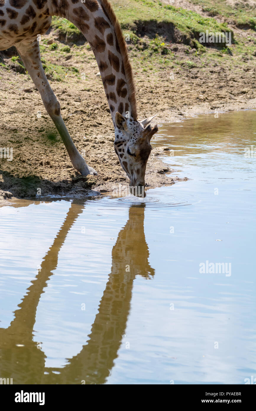Giraffe animal drinking water from river in safari park with reflection in  water Stock Photo - Alamy