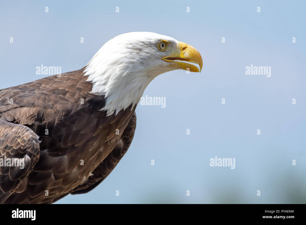 National animal of USA whitetailed big American bald eagle bird close