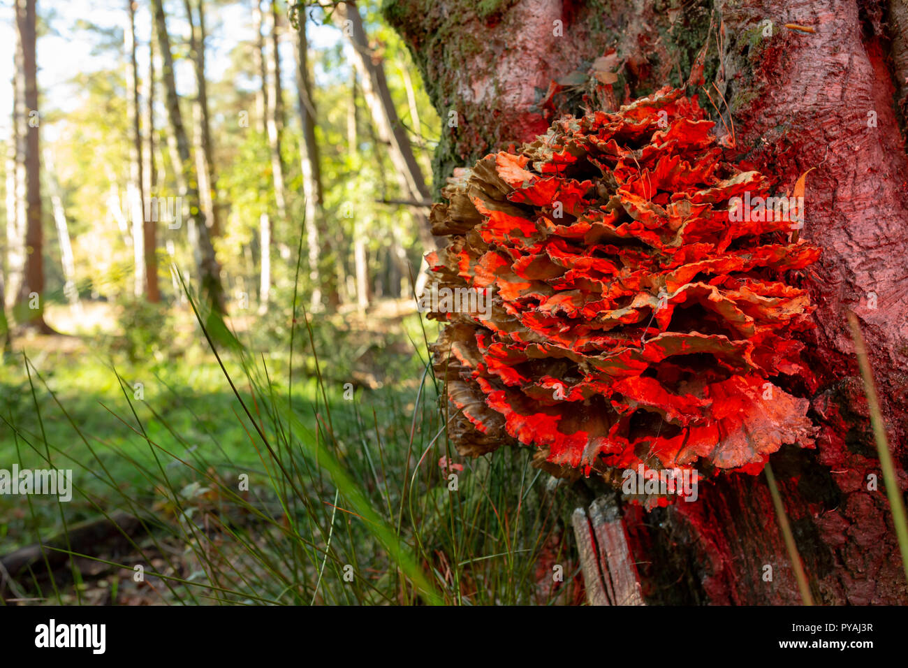 Colour photograph of woodland scene with Chicken of the woods growing on tree trunk bathed in red light. Stock Photo