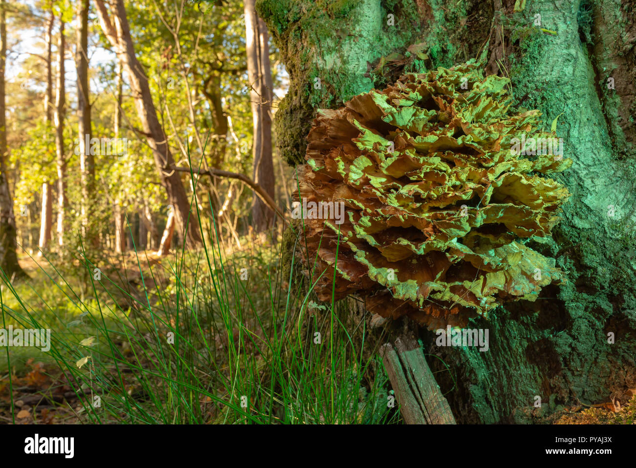 Colour photograph of woodland scene with Chicken of the woods growing on tree trunk bathed in green light. Stock Photo