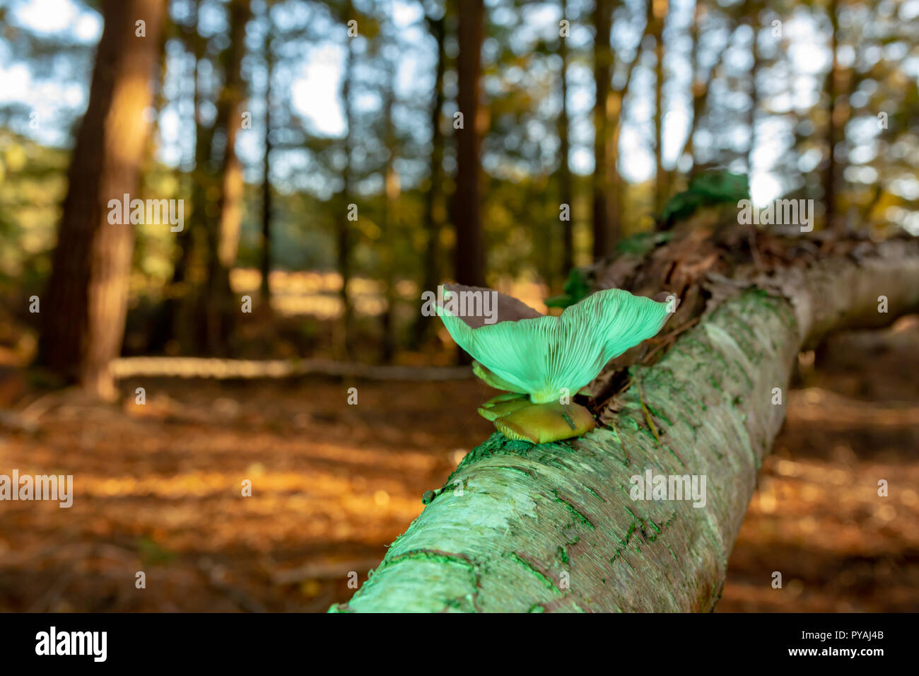 Colour photograph of woodland scene with lone Oyster mushroom growing