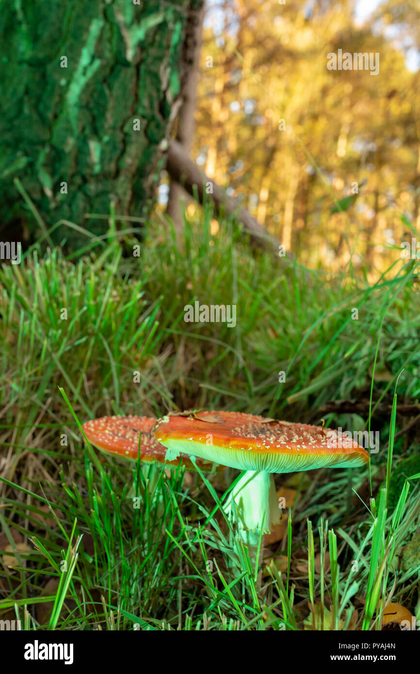 Colour photograph of woodland scene of fly agaric mushroom within grass in portrait orientation. Stock Photo