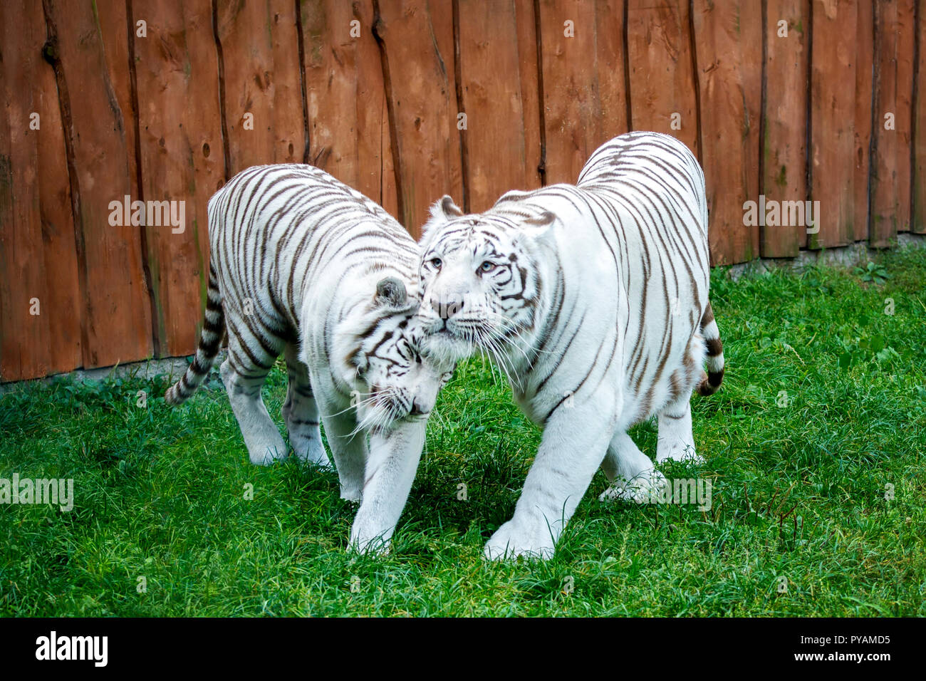 White tiger couple snuggle. Outdoors, zoo. Stock Photo