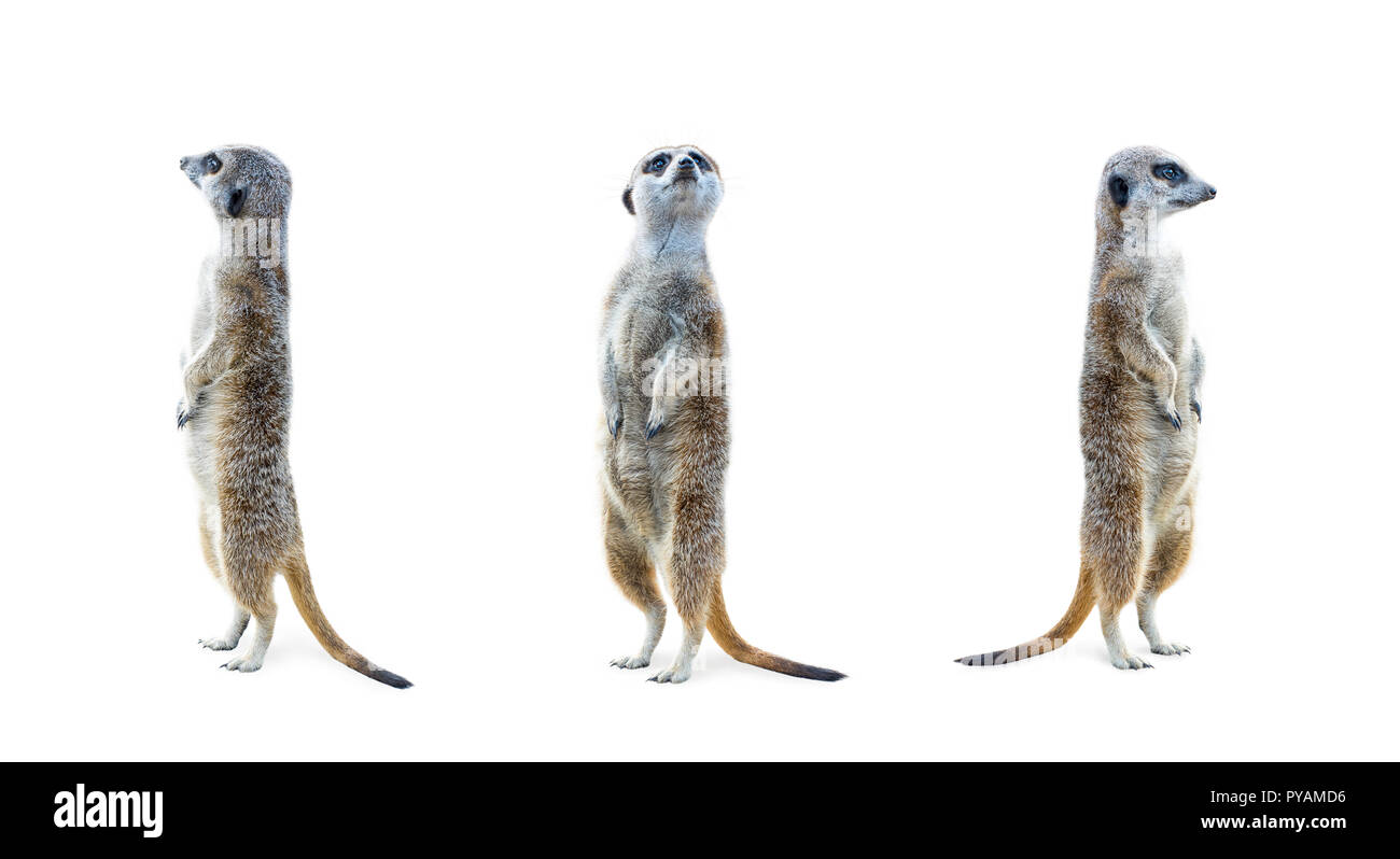 Portrait of a three meerkats standing and looking alert isolated on white background. Stock Photo