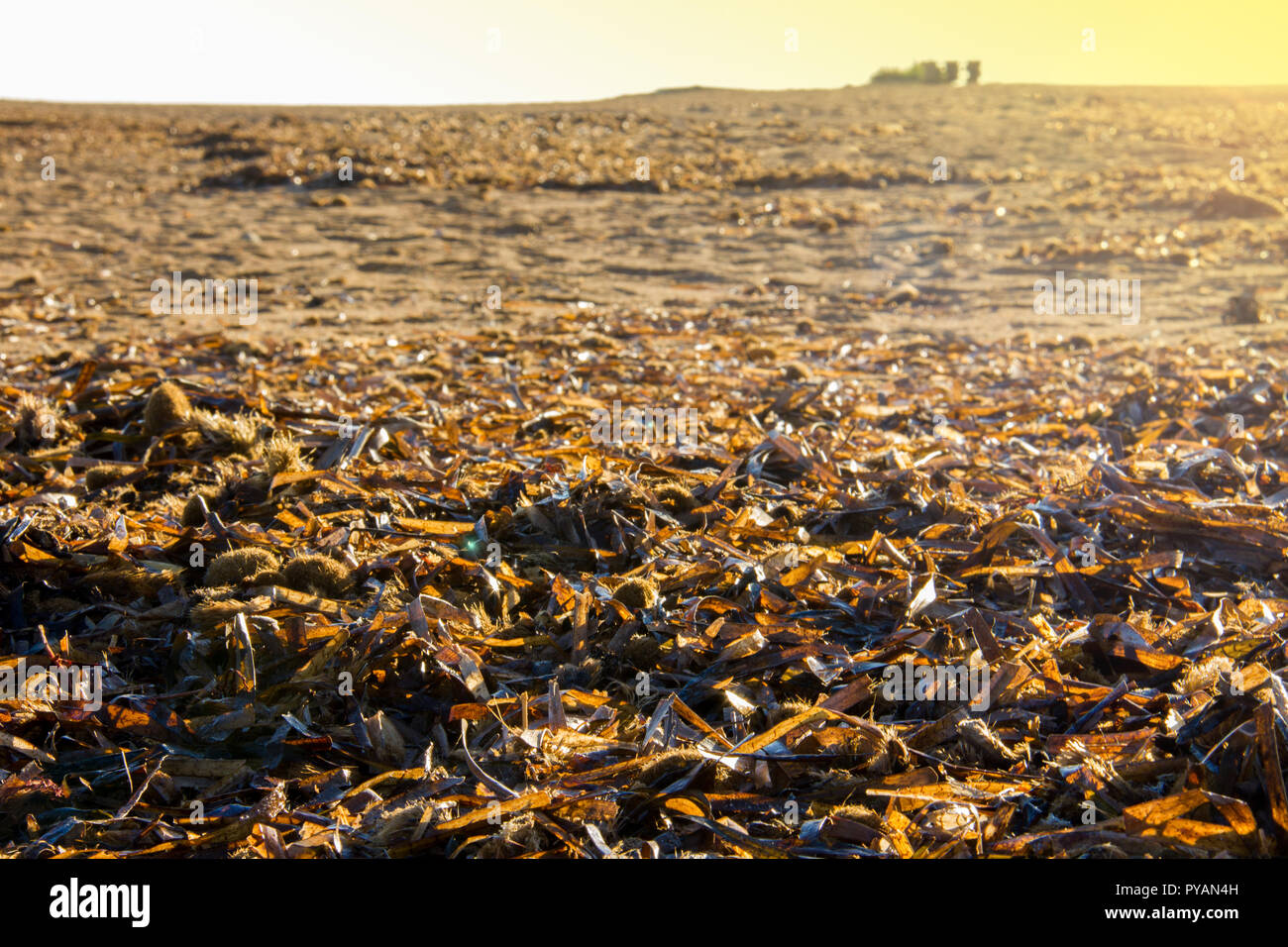 Posidonia Oceanica on a mediterranean beach in Spain Stock Photo