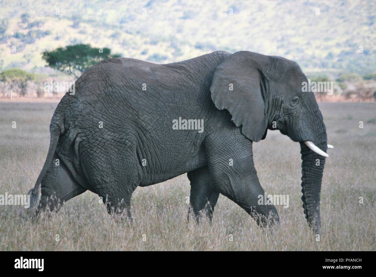 Young Bull Elephant - Serengeti Tanzania Stock Photo