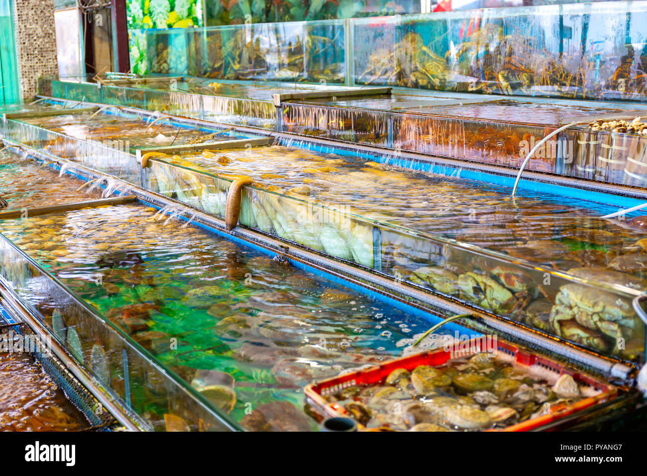 Seafood market fish tank in Sai kung Hong Kong Stock Photo - Alamy