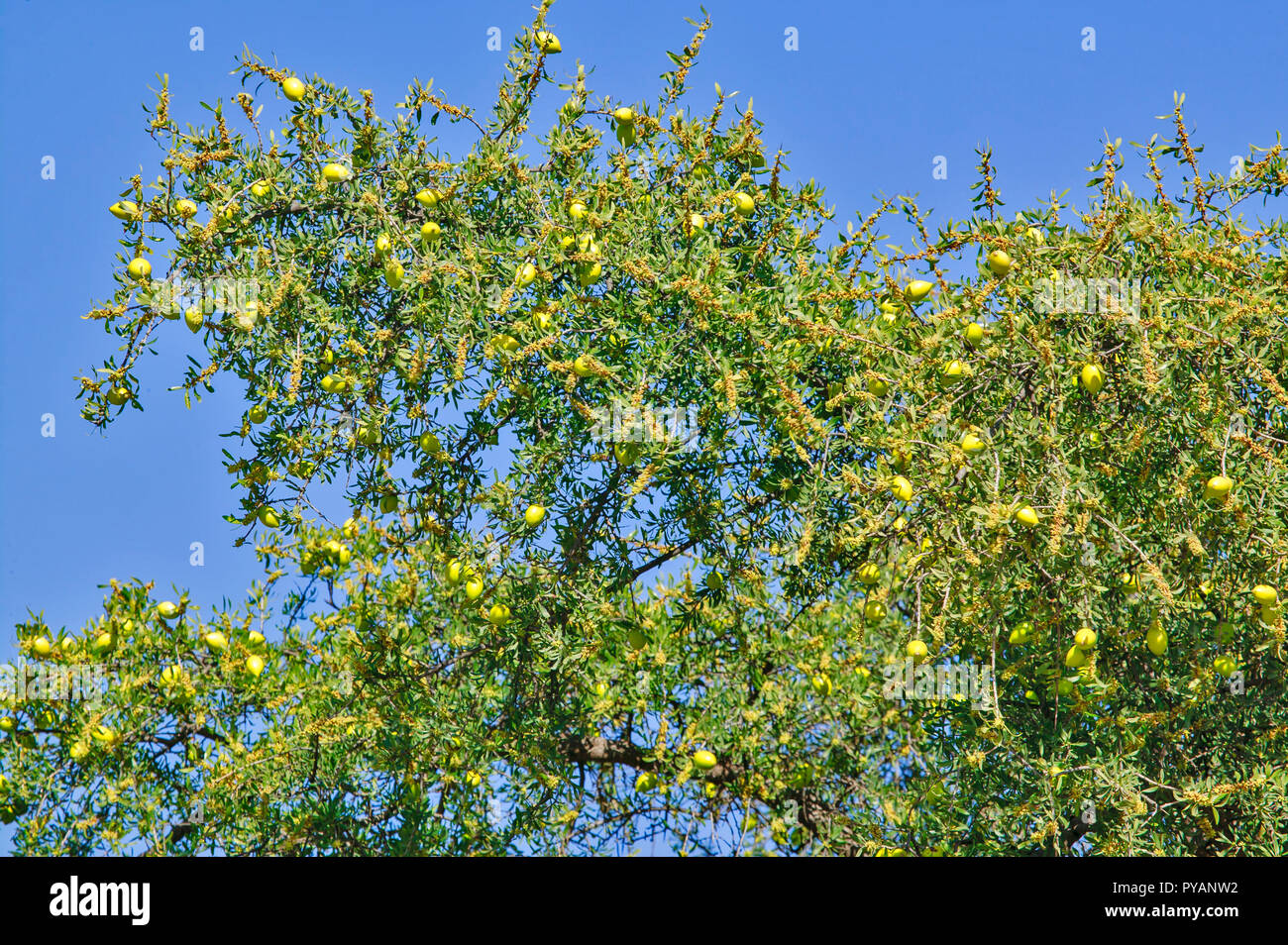 MOROCCO SOUS VALLEY ARGAN TREE AND YELLOW FRUIT ARGANIA SPINOSA Stock Photo