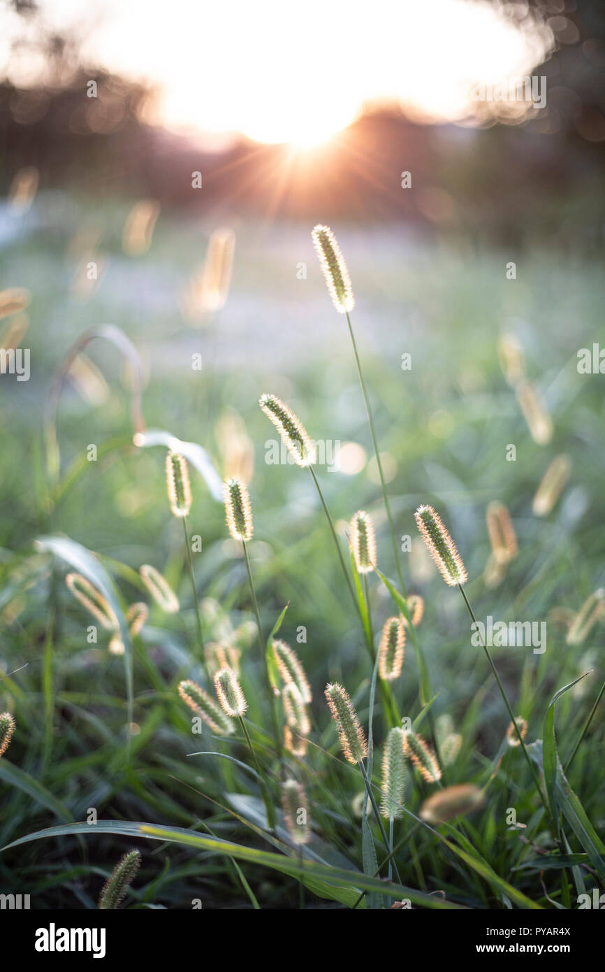 Sun filtering through wild grass. Stock Photo