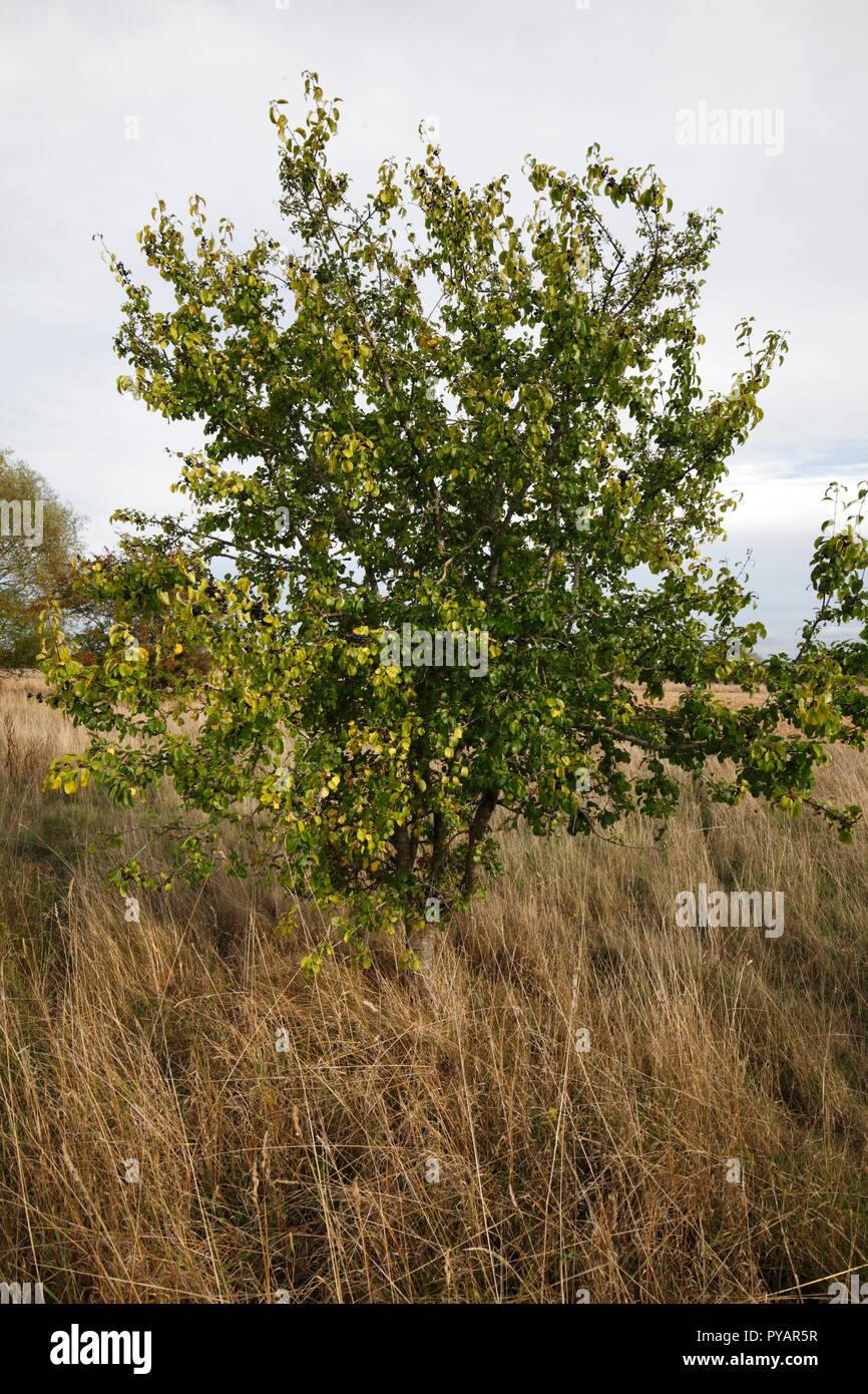 purging buckthorn, common buckthorn, buckthorn. Scientific name: Rhamnus cathartica Family: Rhamnaceae. Native UK tree. fruiting in Autumn. Stock Photo