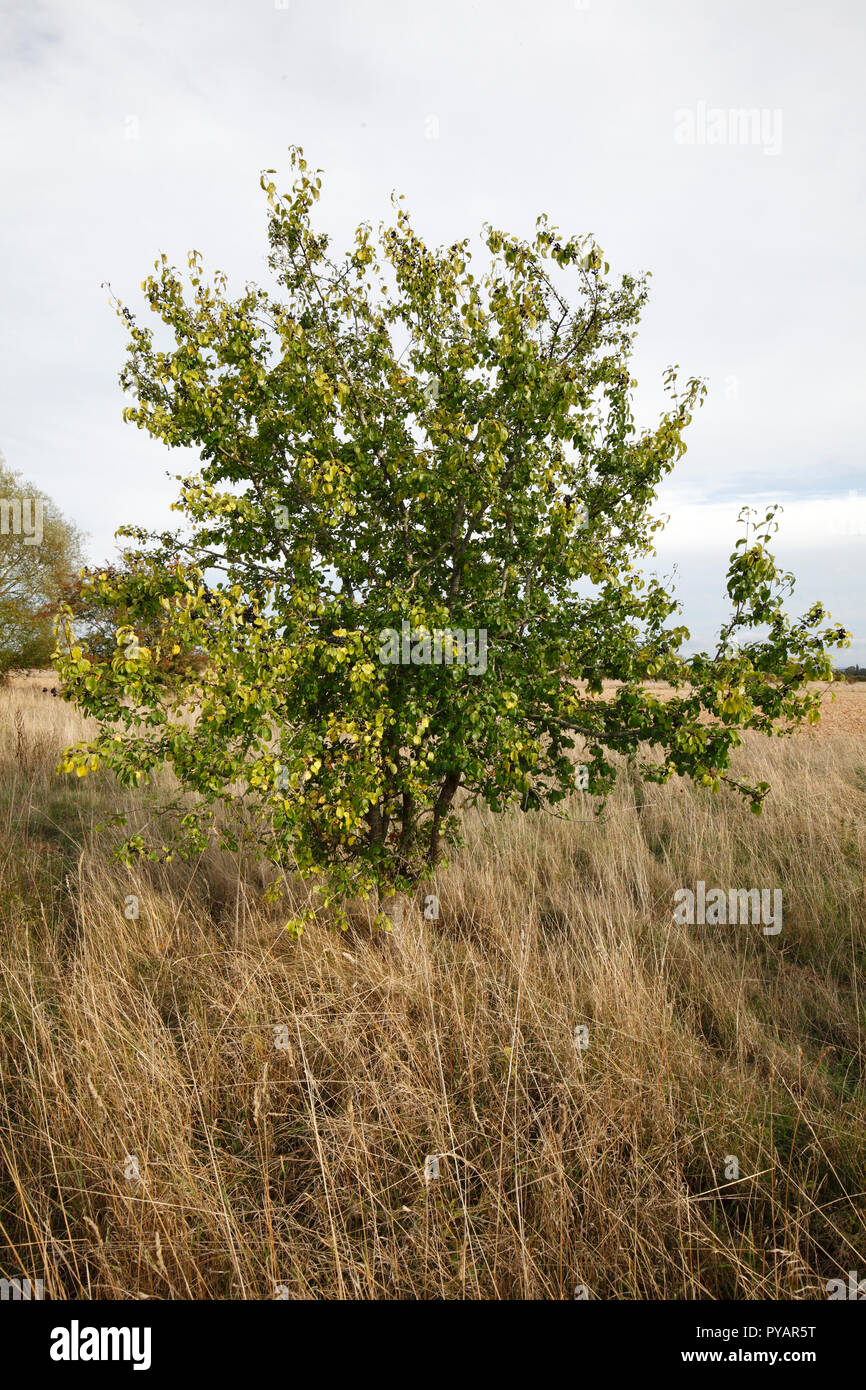 purging buckthorn, common buckthorn, buckthorn. Scientific name: Rhamnus cathartica Family: Rhamnaceae. Native UK tree. fruiting in Autumn. Stock Photo