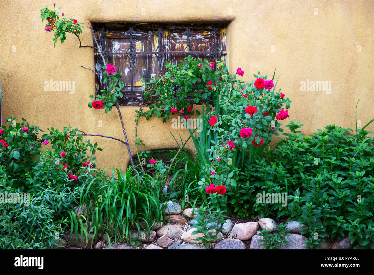 Roses growing in front of a cement fence window in Santa Fe New Mexico off of Canyon Road. Stock Photo