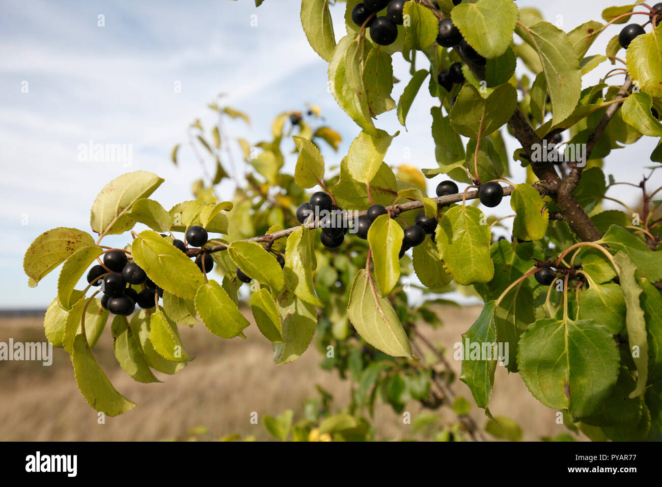 purging buckthorn, common buckthorn, buckthorn. Scientific name: Rhamnus cathartica Family: Rhamnaceae. Native UK tree. fruiting in Autumn. Stock Photo