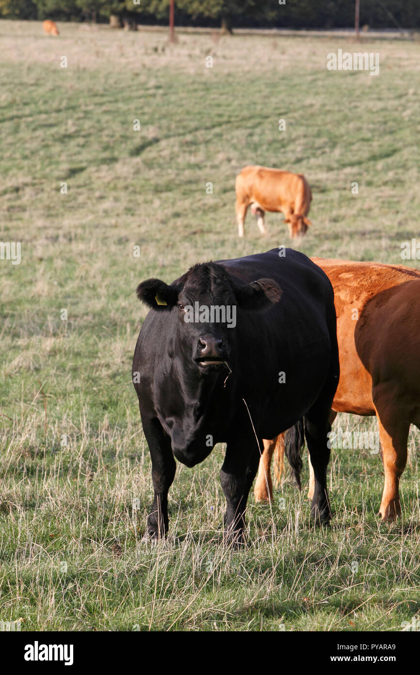 Dairy cow. Brown and black varieties Stock Photo Alamy