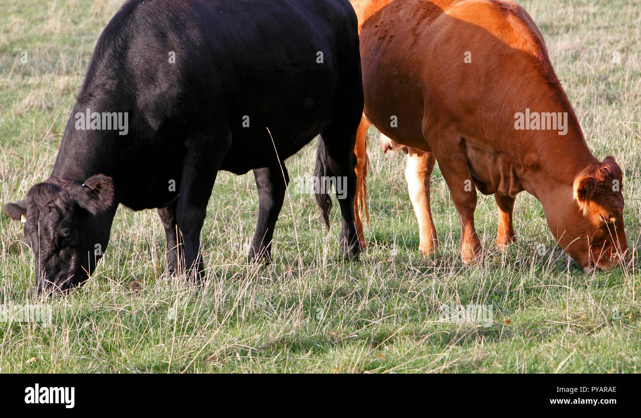 Dairy cow. Brown and black varieties Stock Photo Alamy