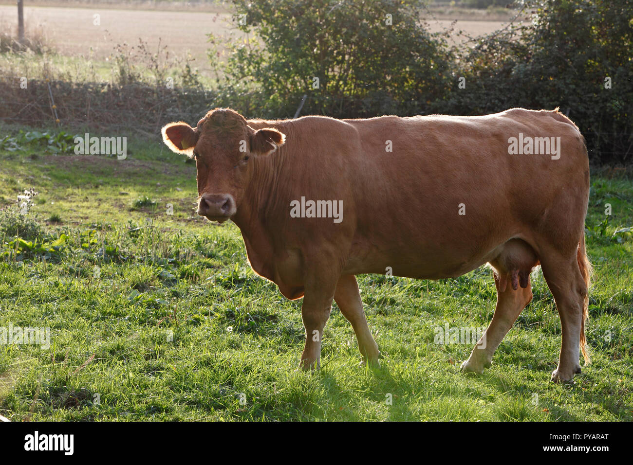 Dairy cow. Brown and black varieties Stock Photo Alamy