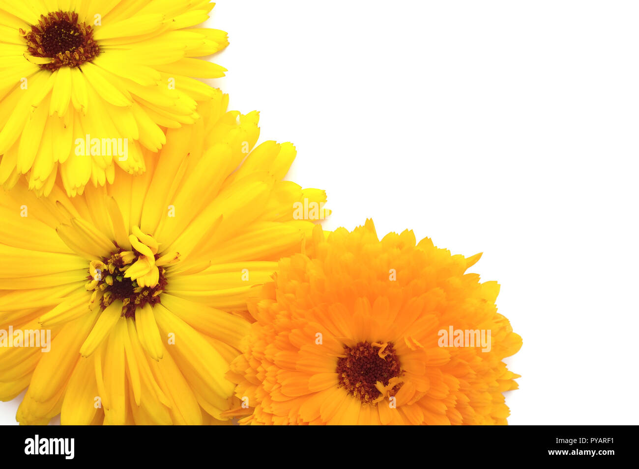 Bright yellow and orange calendula flowers overlap on white background with copy space Stock Photo