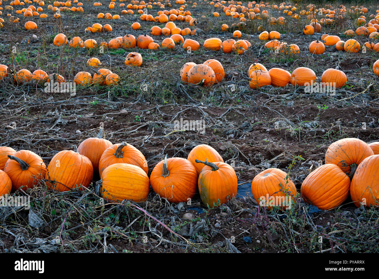 A horizontal image of a farm field with pumpkins ready for harvest in rural Sussex New Brunswick Canada Stock Photo