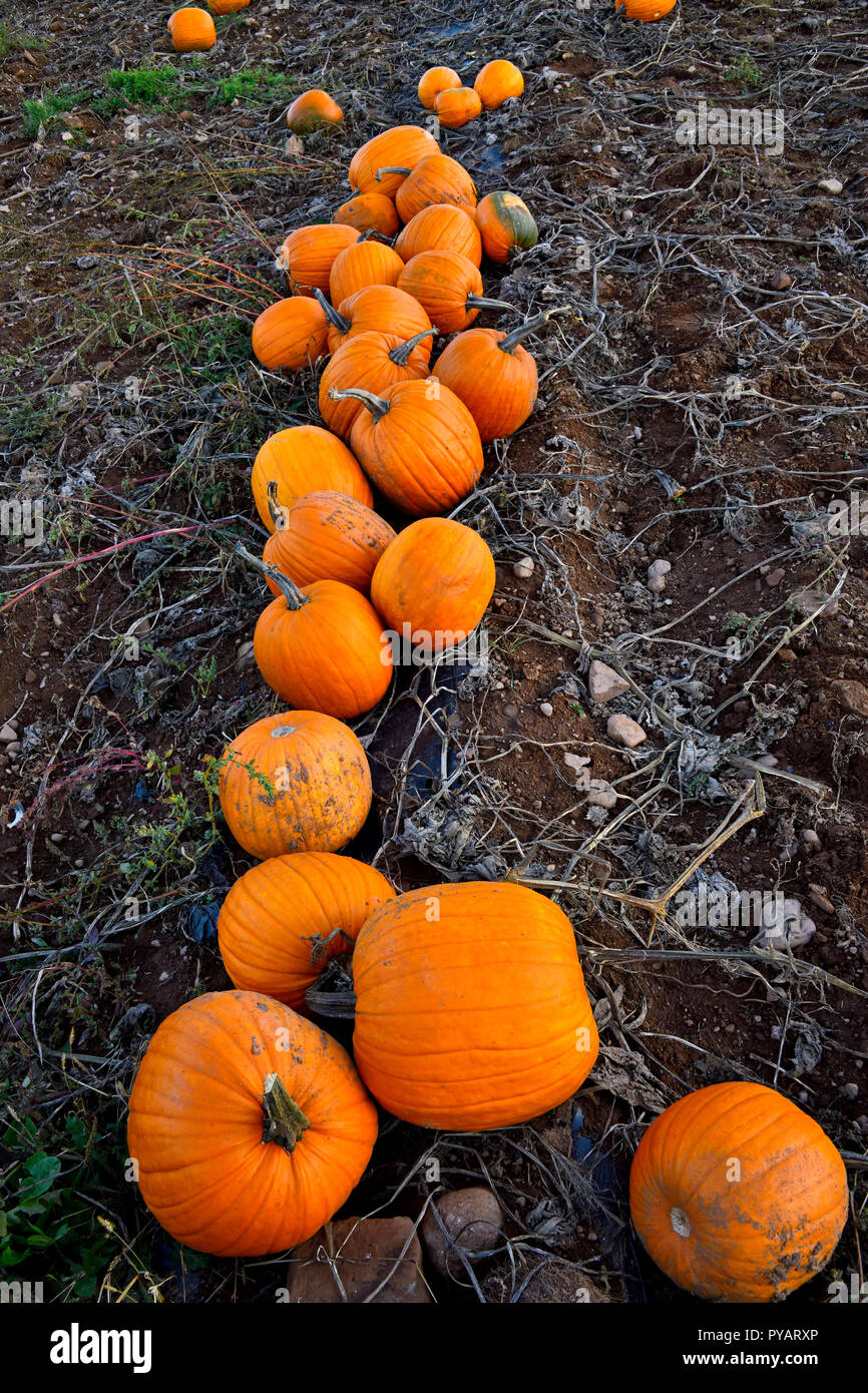 A vertical image of a row of ripe pumpkins ready to be harvested in rural Sussex New Brunswick Canada. Stock Photo