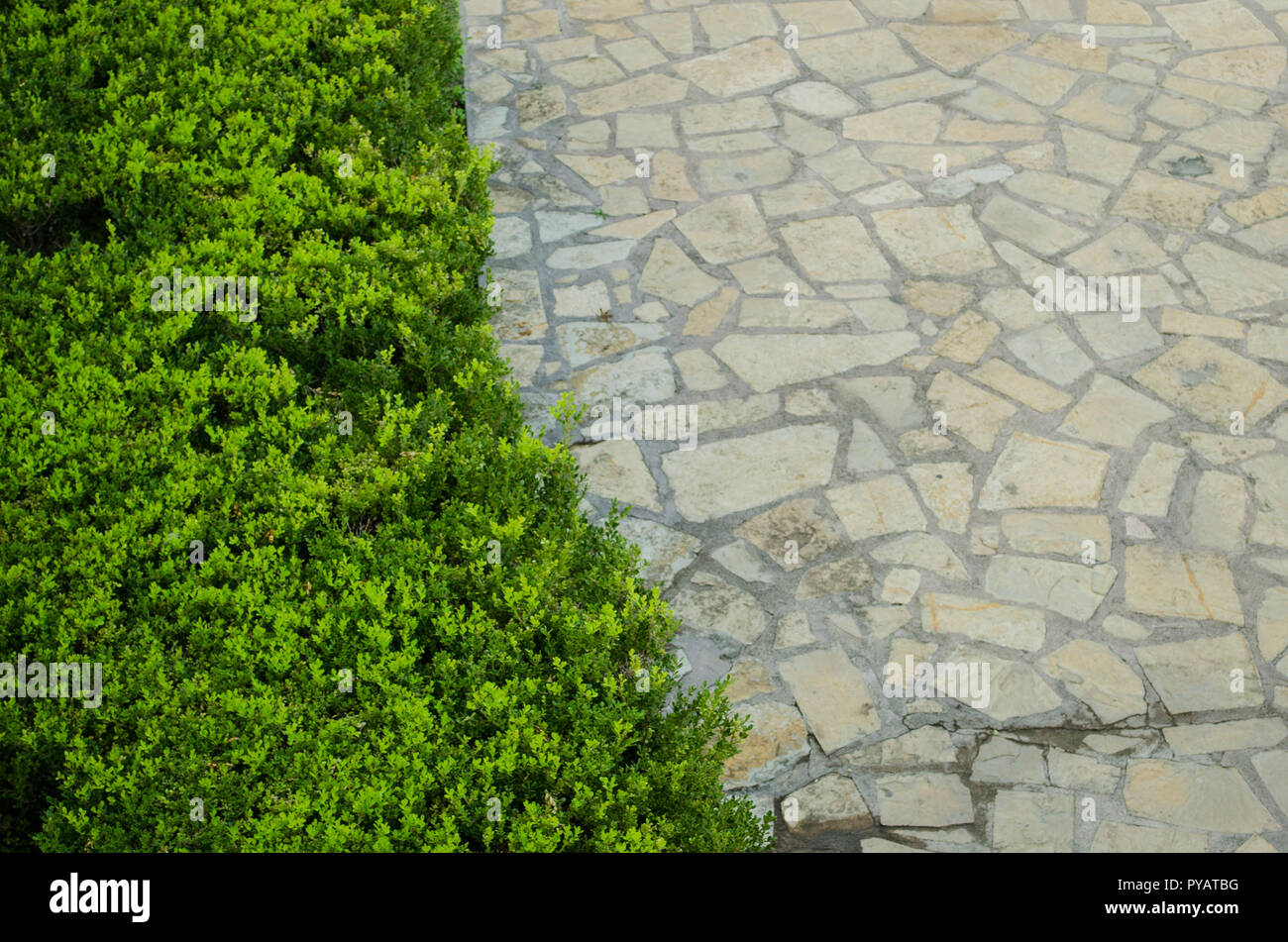 texture of green leaves on left side and beautiful texture of large ...