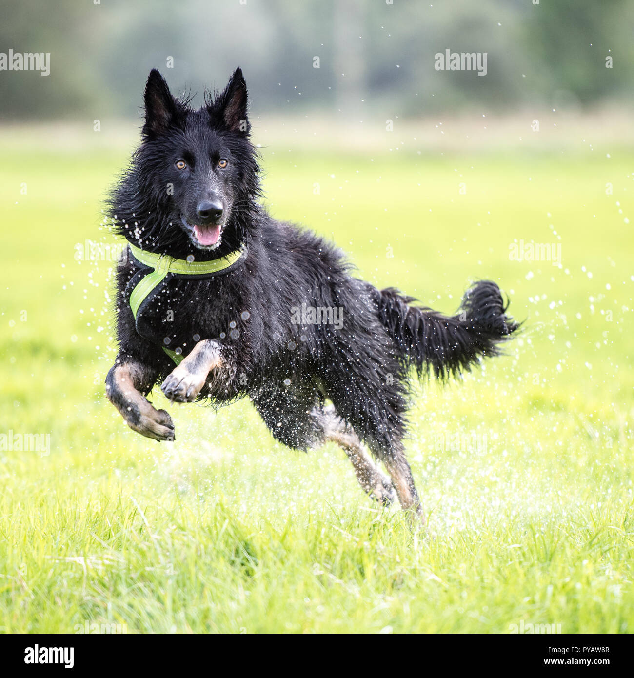 'Max' The German Shepherd Stock Photo