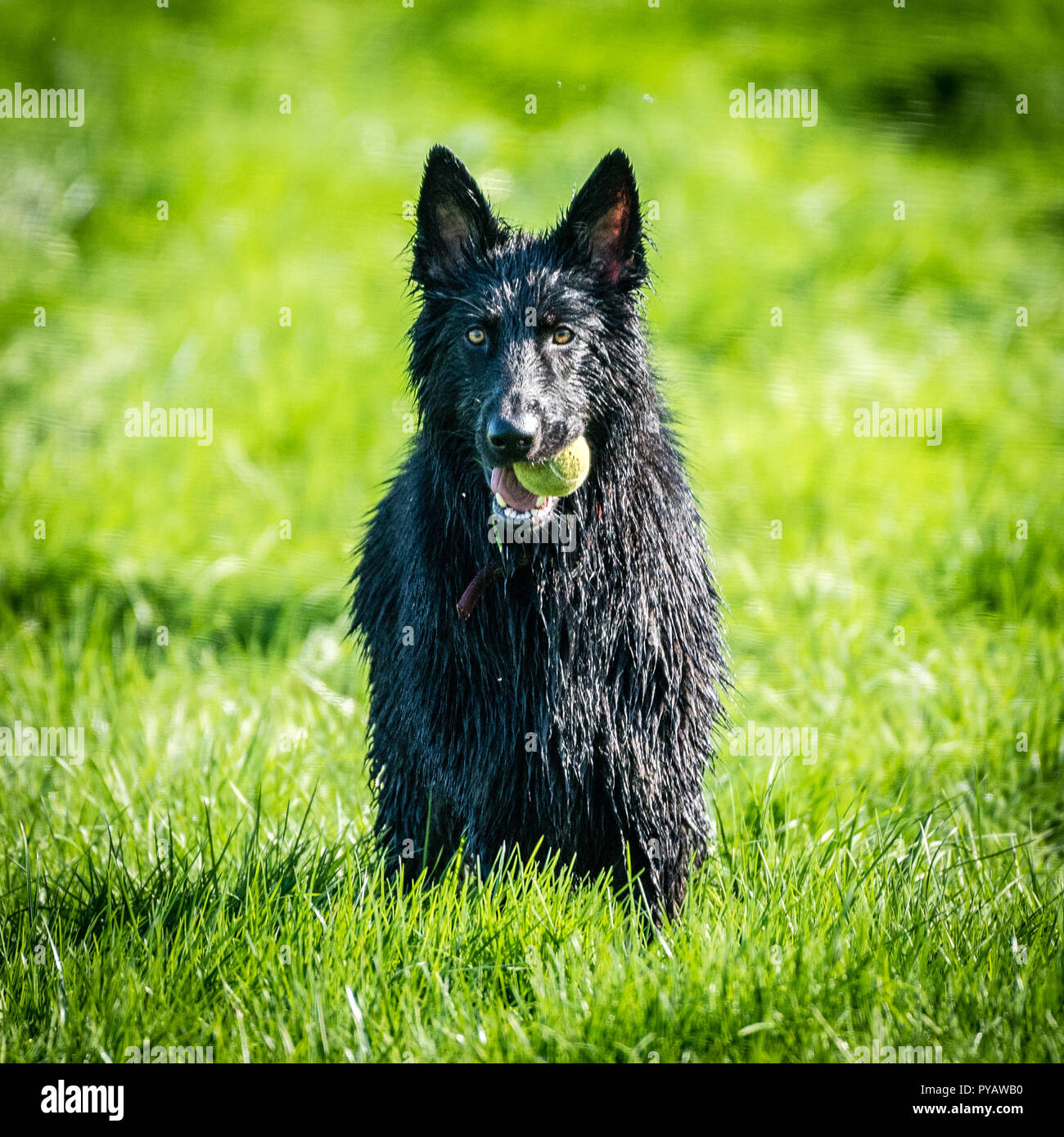 'Max' The German Shepherd Stock Photo