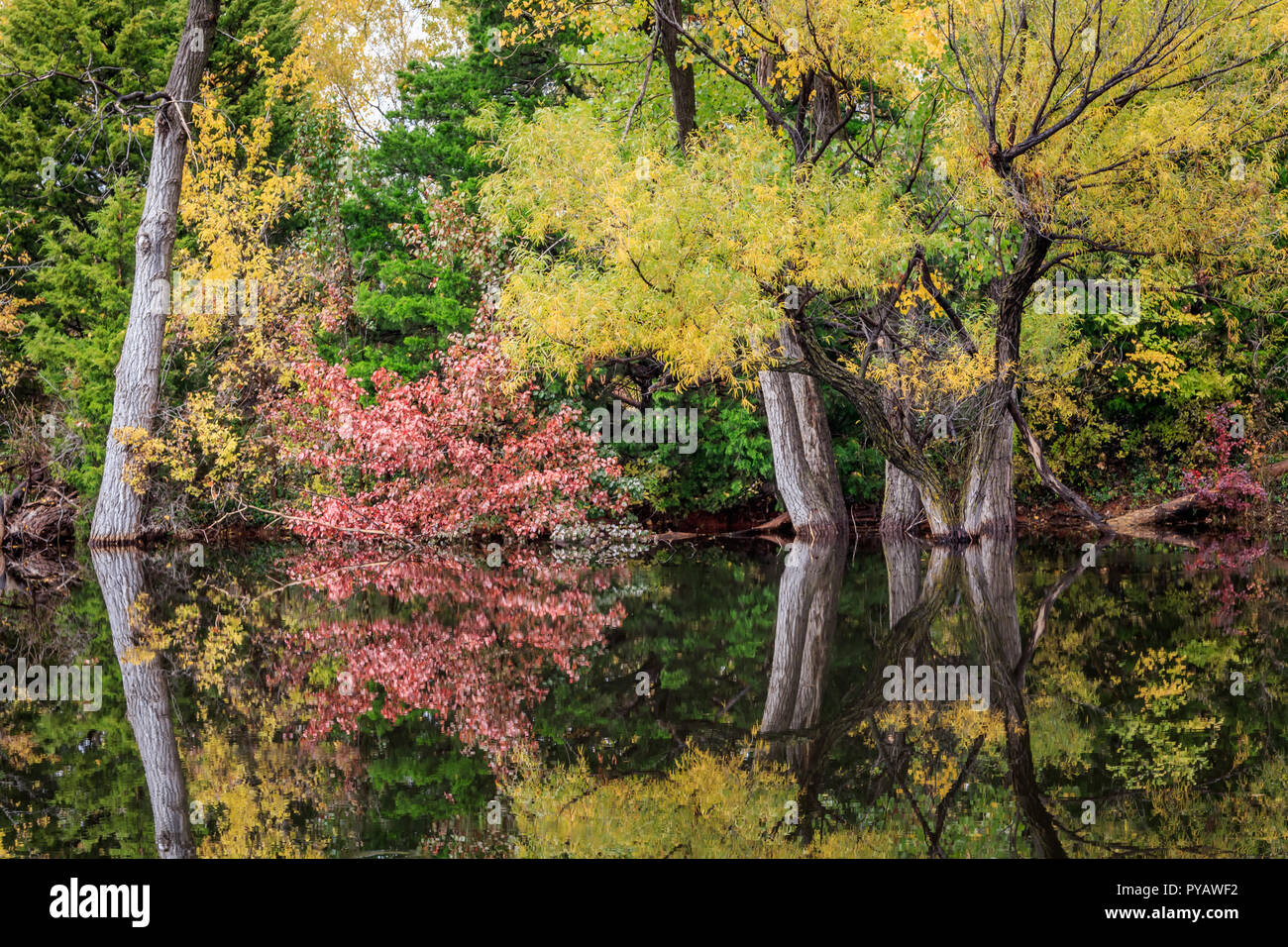 A small pond in Oklahoma City surrounded by trees in fall color Stock
