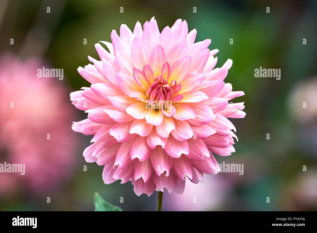 Pink Dahlia flower closeup Stock Photo - Alamy