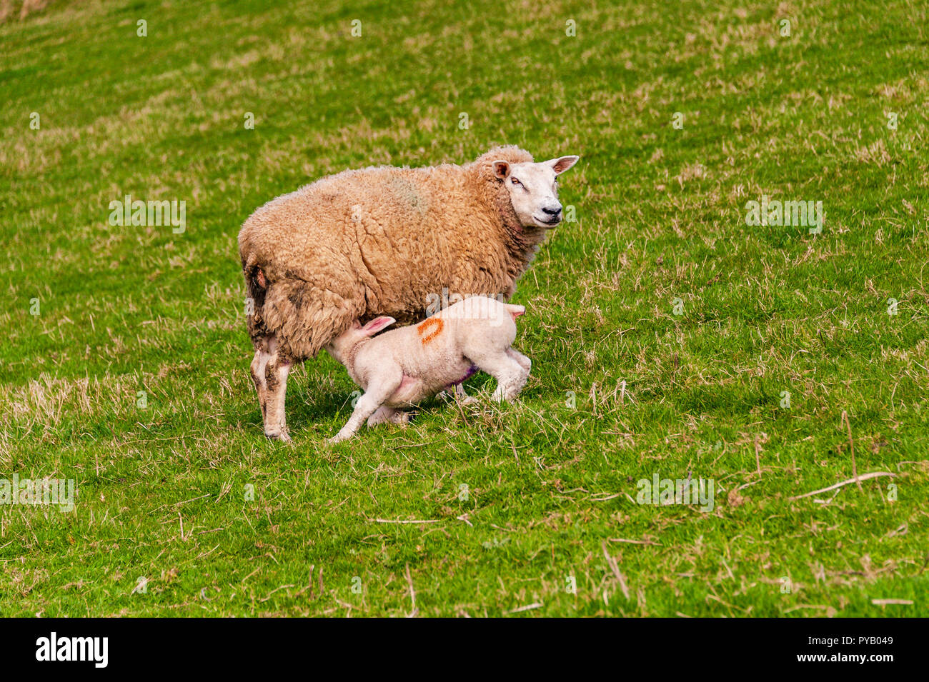 Lamb suckling from its mother on the hillside in Wales Stock Photo