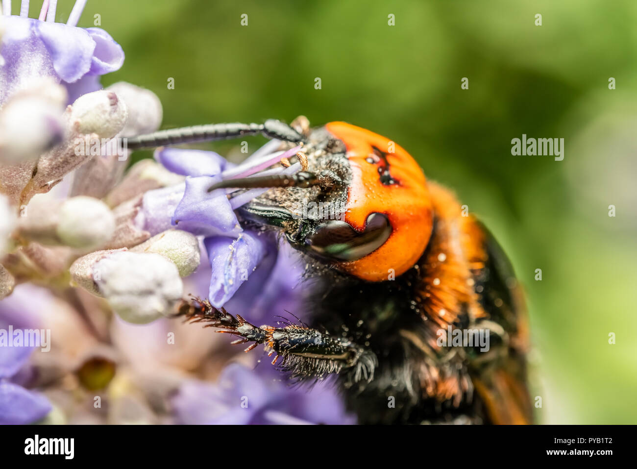 Japanese Giant Hornet (Vespa Mandarinia Japonica) Gathering Flower Pollen Stock Photo