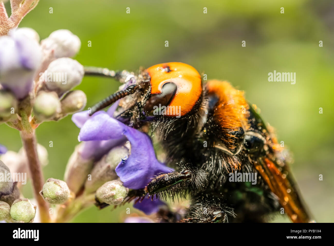 Japanese Giant Hornet (Vespa Mandarinia Japonica) Gathering Flower Pollen Stock Photo