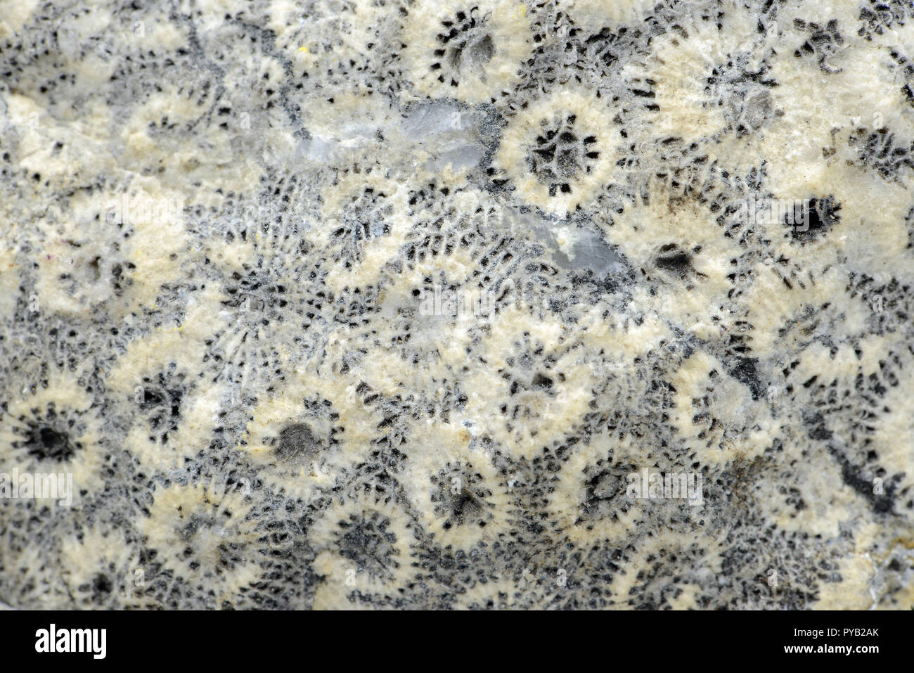 fossilized coral stone full frame textured background Stock Photo - Alamy