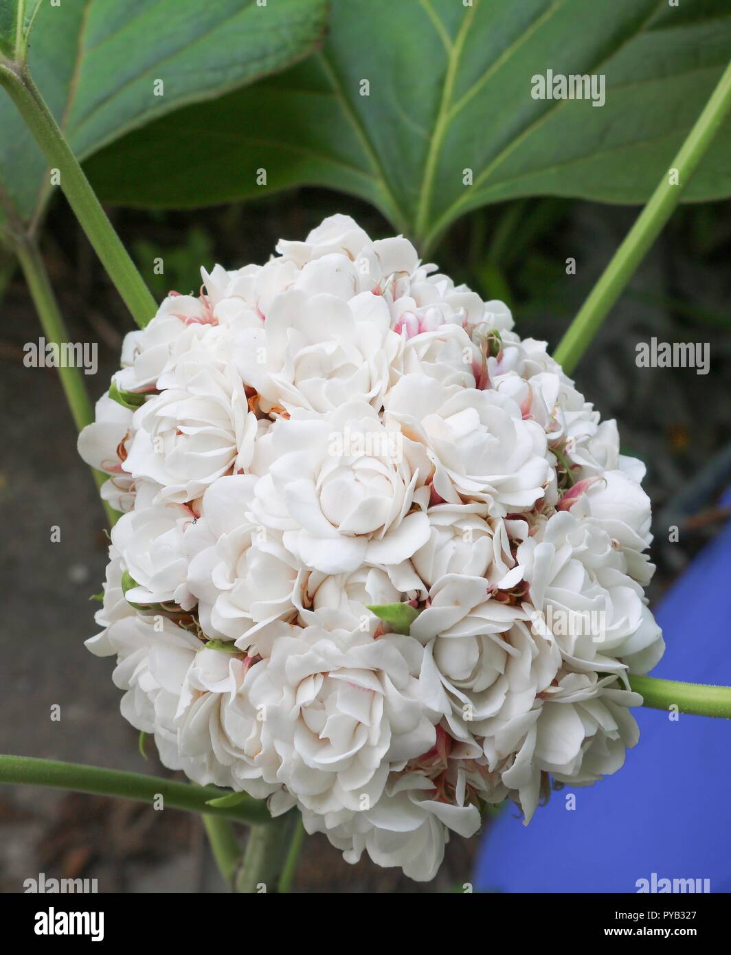 white flower ball beautiful of fragrant in bloom on tree with copy