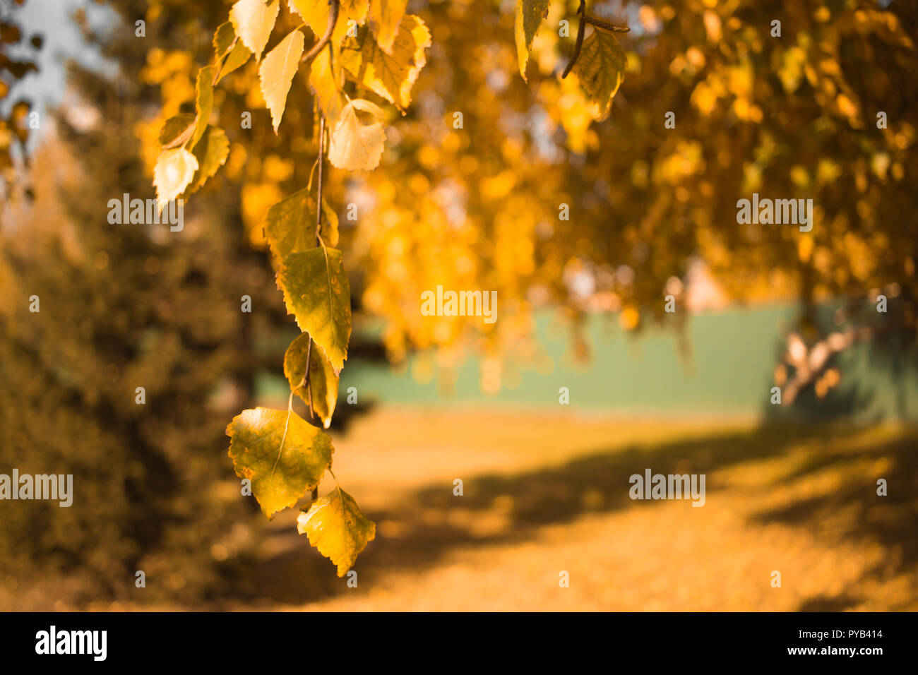Autumn composition in park. Yellow leaves birch tree landscape Stock ...