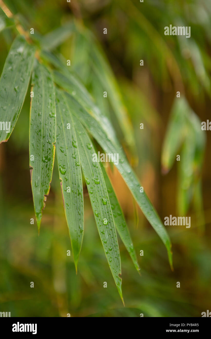 Leaves of clumping bamboo plant Stock Photo