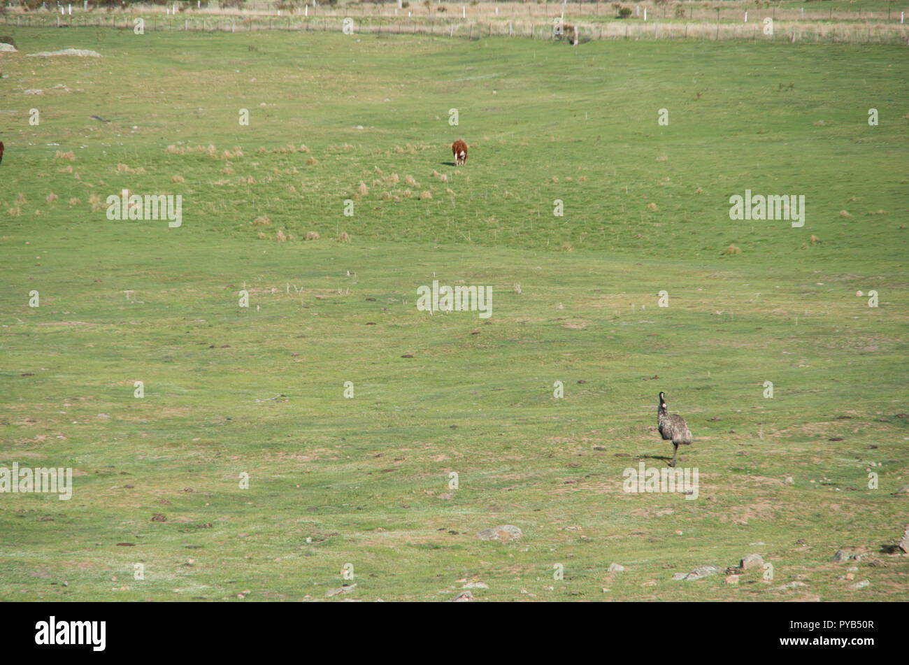 Emu walking in the snowy mountains area Stock Photo