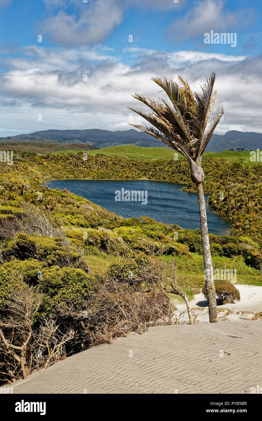 Nikau Palm on a sand dune at Kaihoka Lakes, Golden Bay, New Zealand Stock Photo