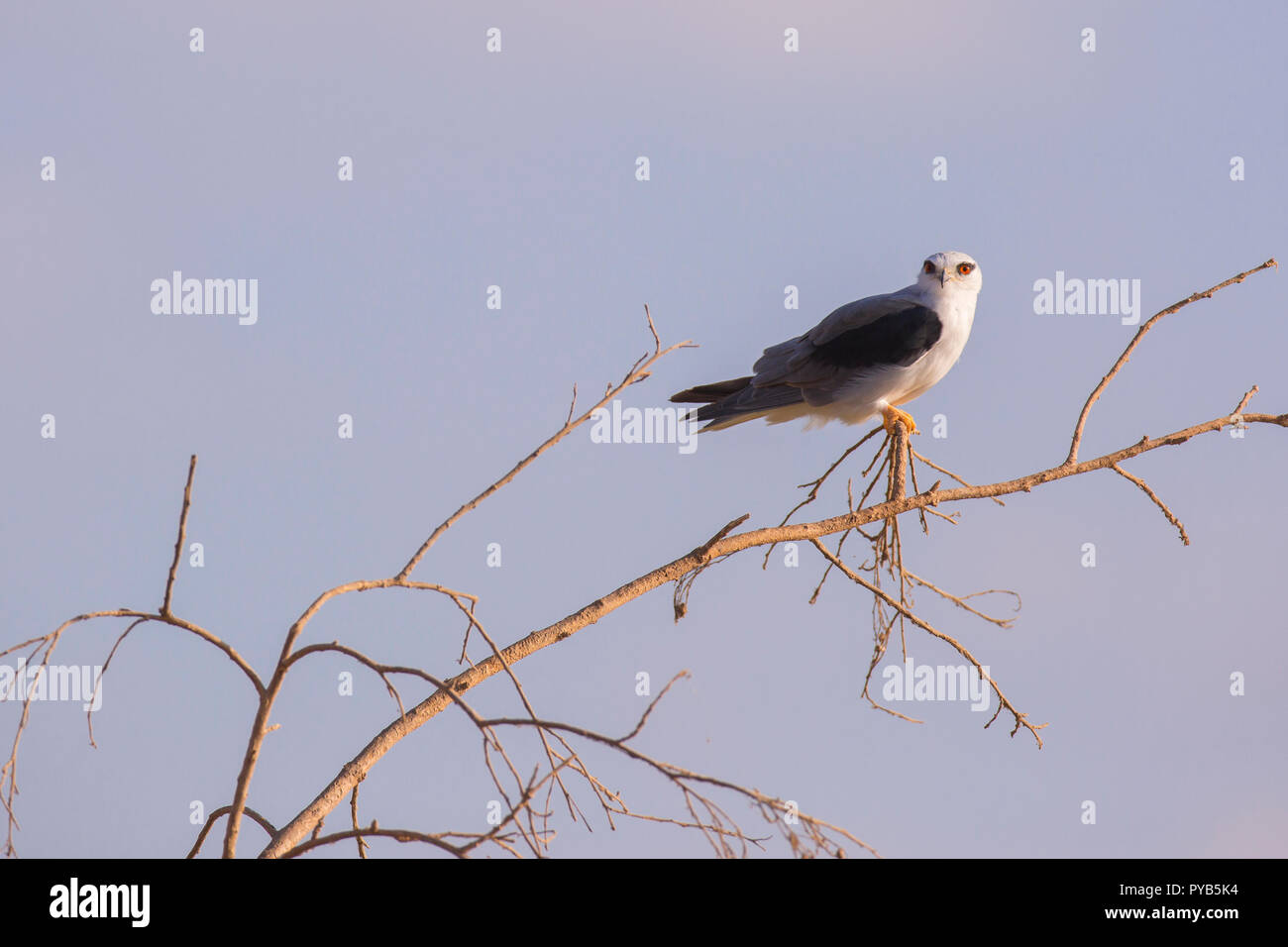 Black-winged Kite (Elanus caeruleus) on treetop with blue sky background. Also called the black-shouldered kite, this bird-of-prey is found in sub-Sah Stock Photo