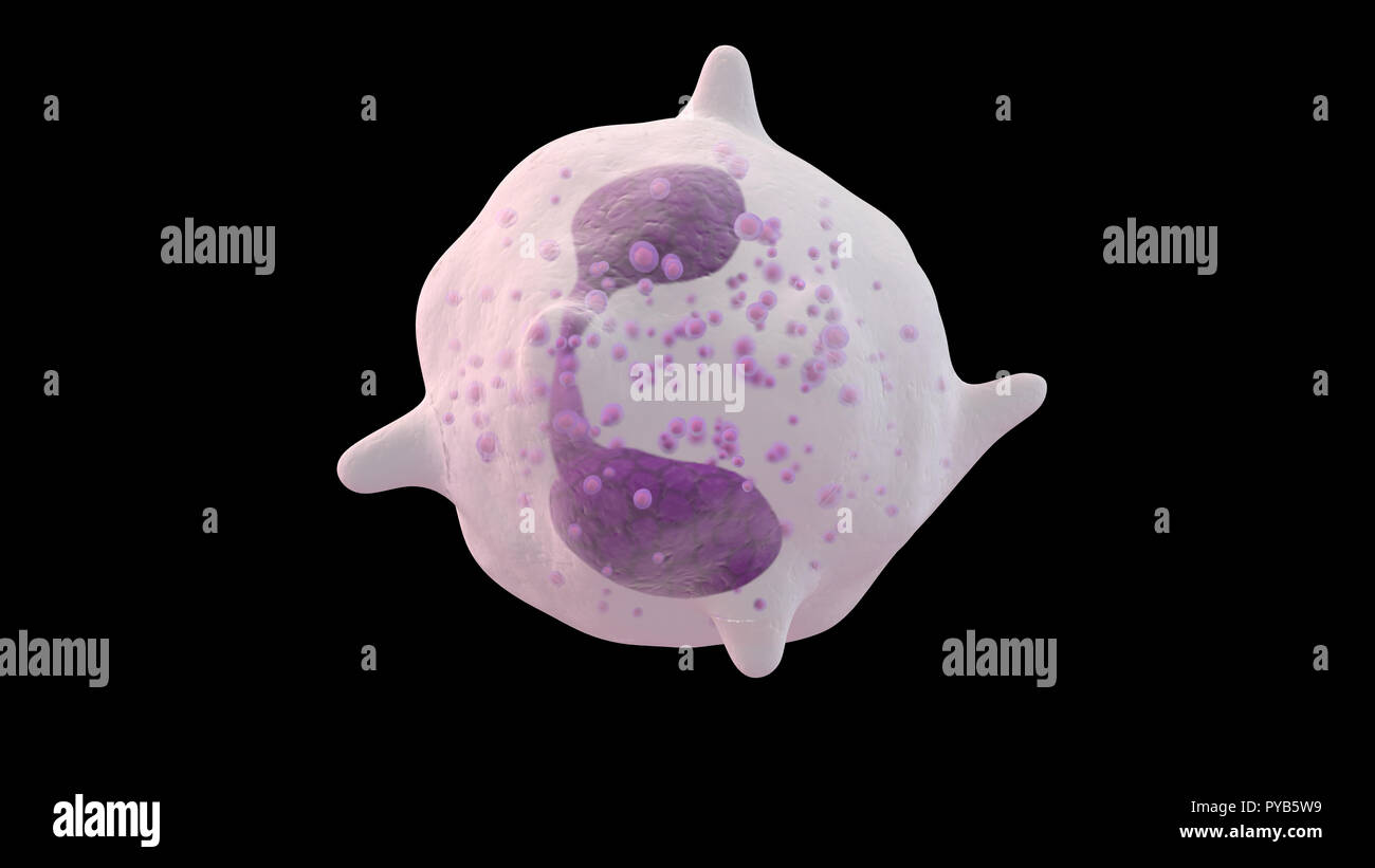 White Blood Cell Drawing High Resolution Stock Photography And Images Alamy