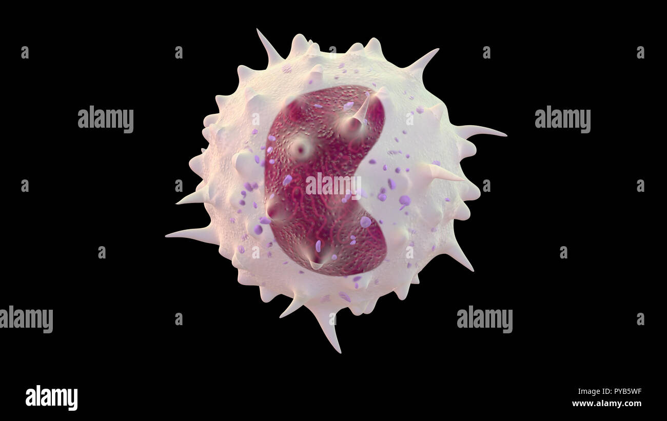 3D illustration of monocyte white blood cell Stock Photo