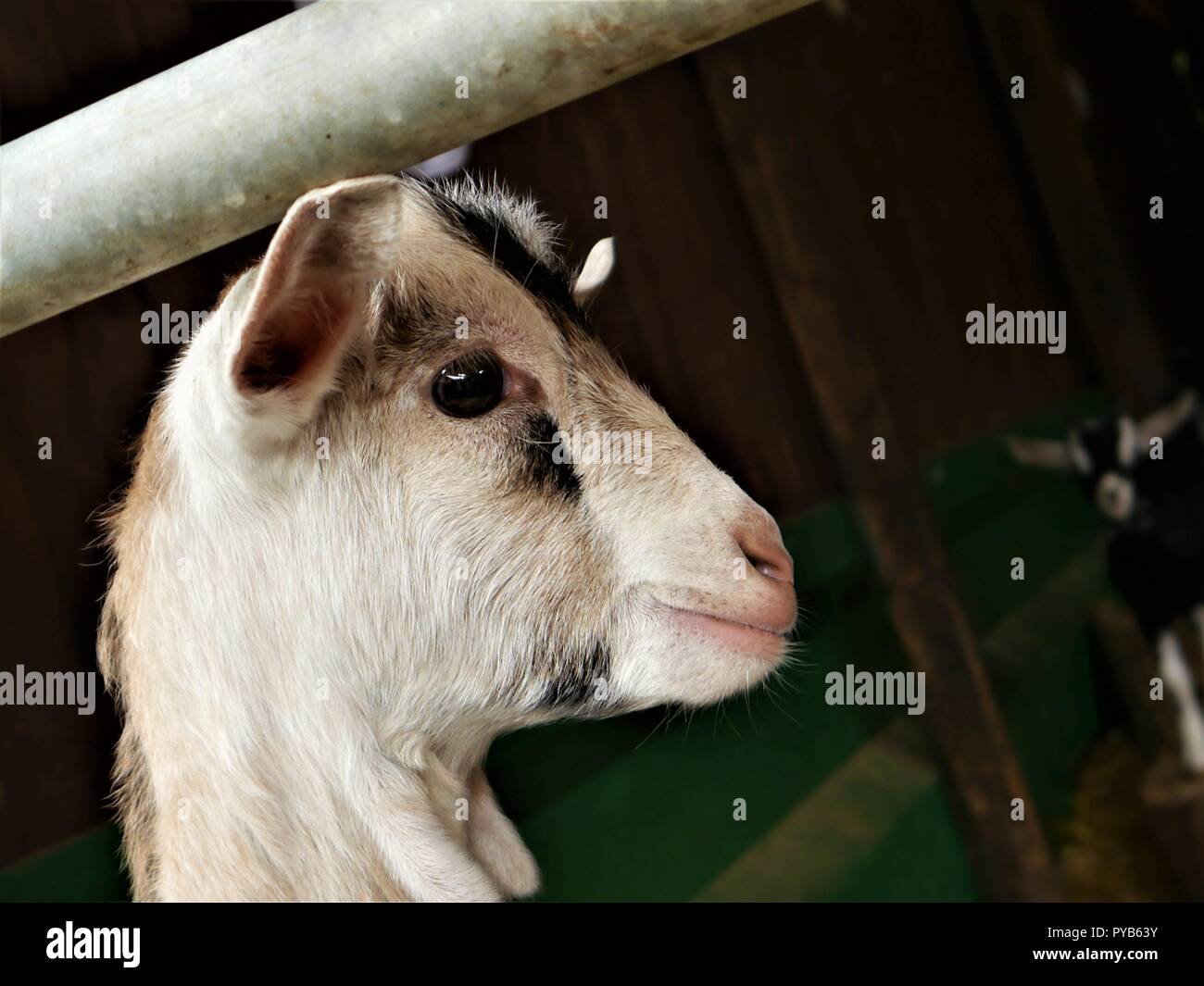 A baby goat (kid) on a petting farm Stock Photo