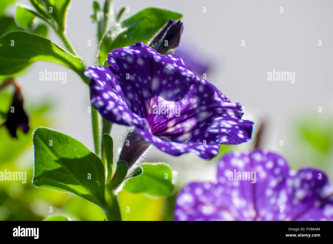 Purple petunias in pot hi-res stock photography and images - Alamy