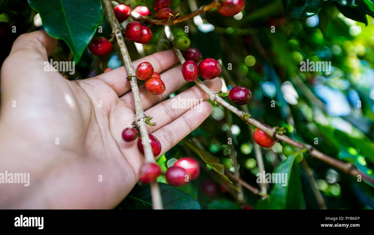 Coffee plant Stock Photo