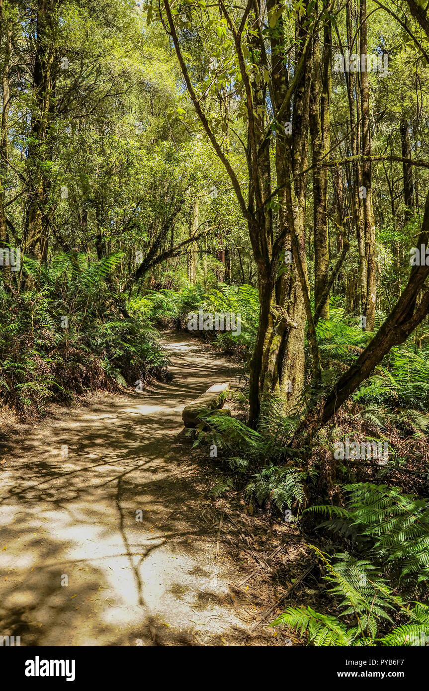 Great Otway National Park. Otway fly tree top walk. Walk among the tops