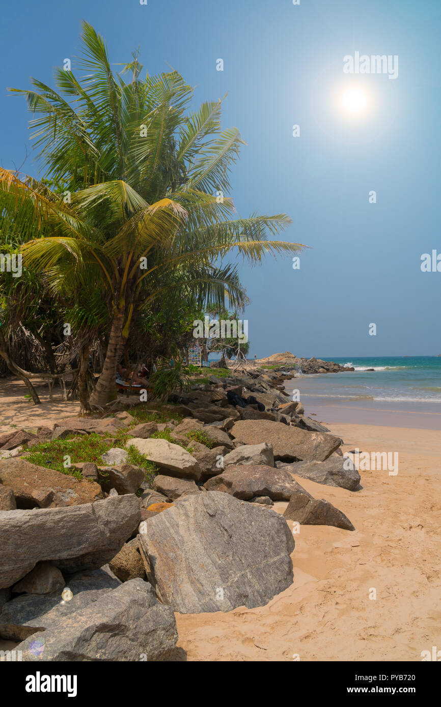 Stones and palm trees on a sandy beach. Stock Photo