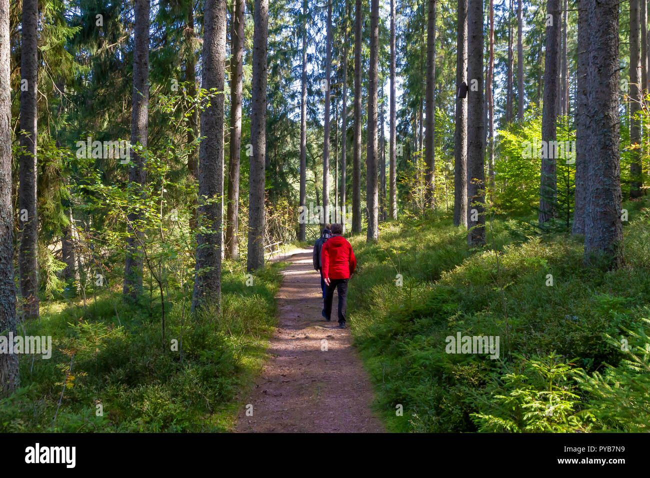 Walking in black forest (Schwarzwald), Germany Stock Photo