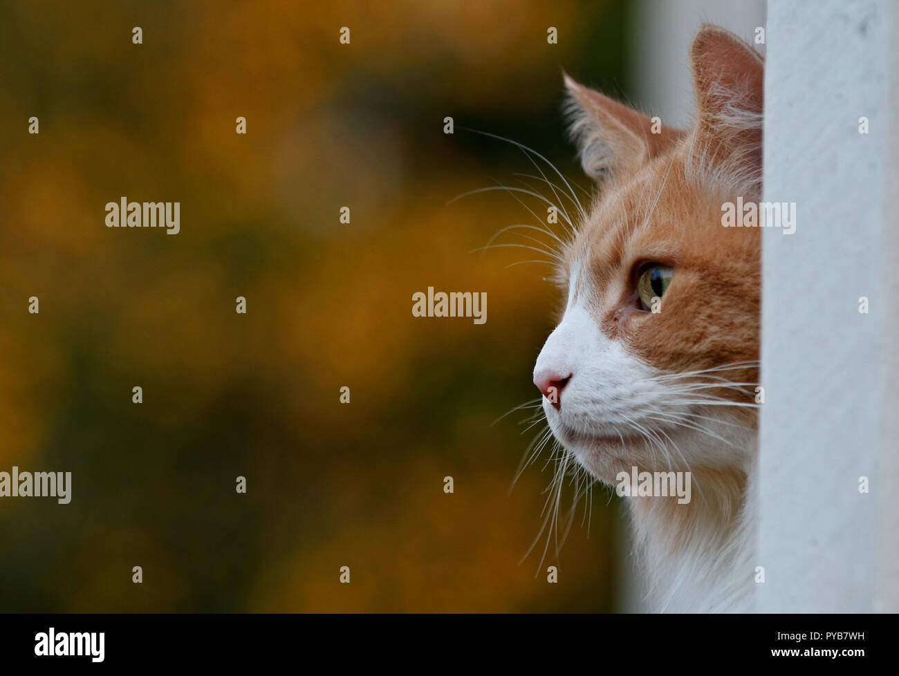 Norwegian forest cat outdoors. He is hiding in corner Stock Photo Alamy