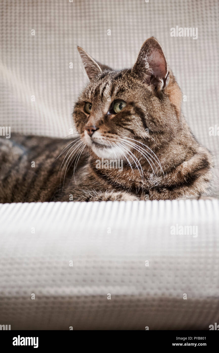 Tabby cat lying on a sofa Stock Photo